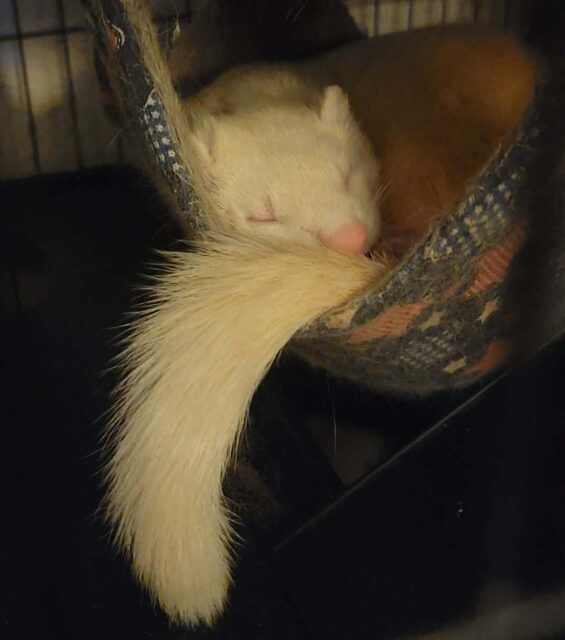 I literally can't contain my cute aggression. He's so damn adorable!!!
Draco being a sleeping cutie