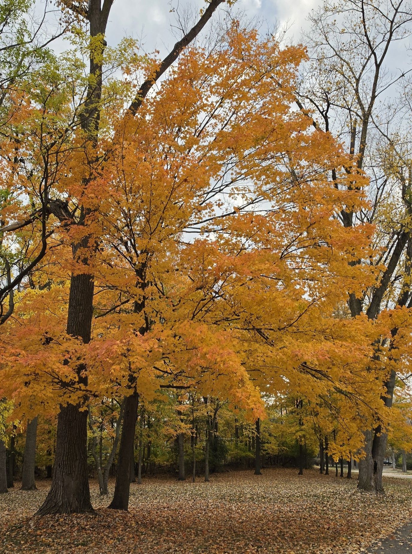How beautiful is this tree?